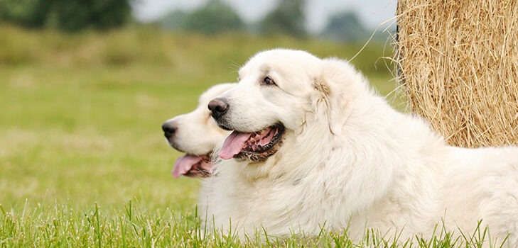 best food for great pyrenees