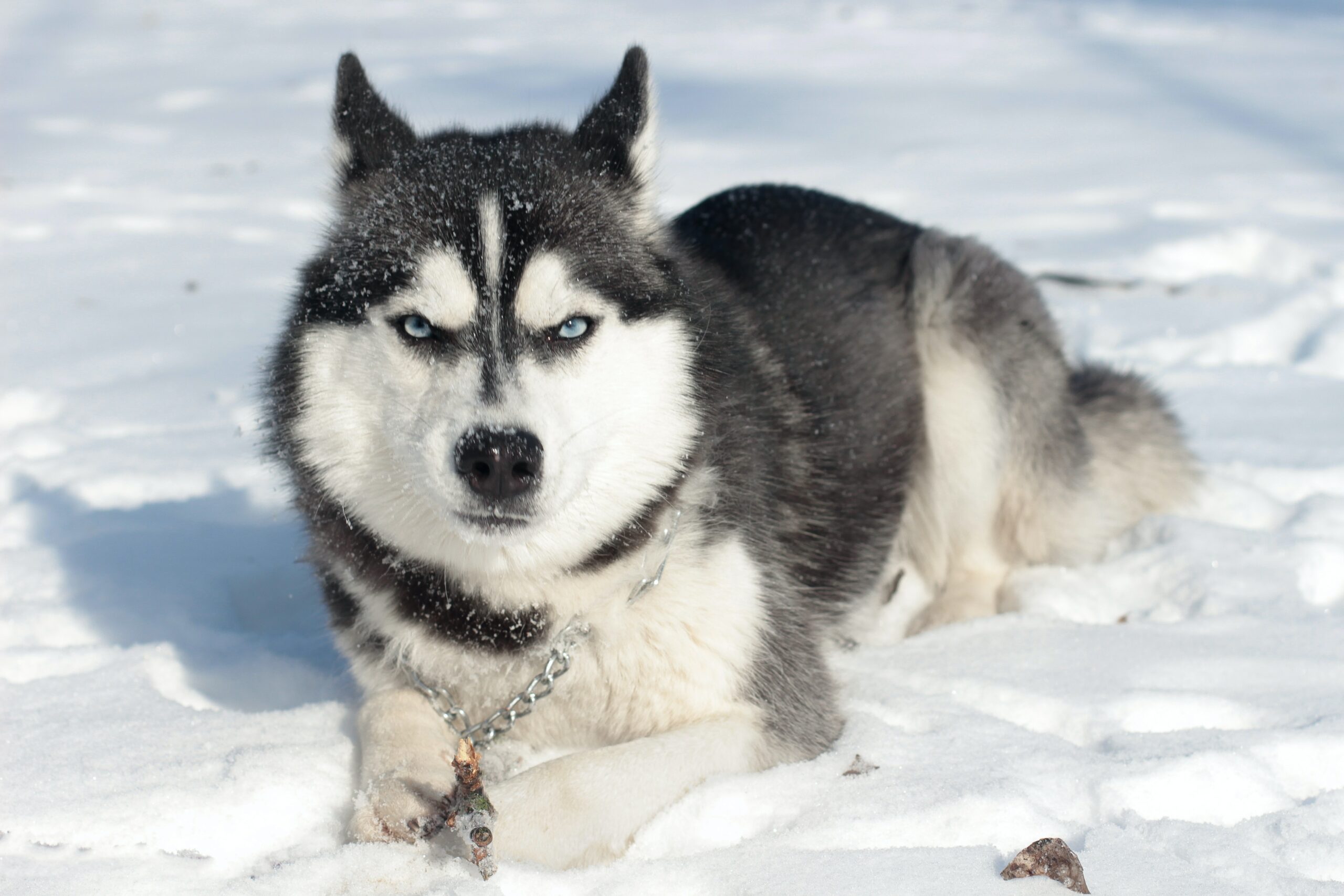 Do Blue Eyed Dogs Have Health Problems? Pet Dog Exert