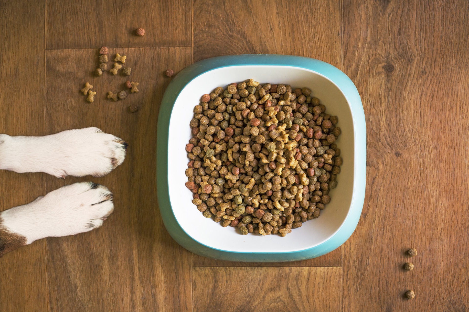 10 Best Dog Food Products With Probiotics [2021 Reviews]