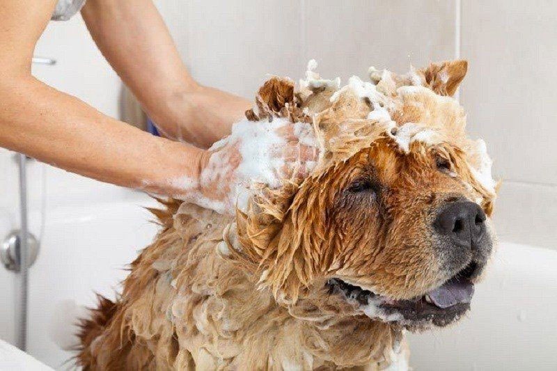 10 Best Bed Bug Dog Shampoos Reviewed [Updated 2021]