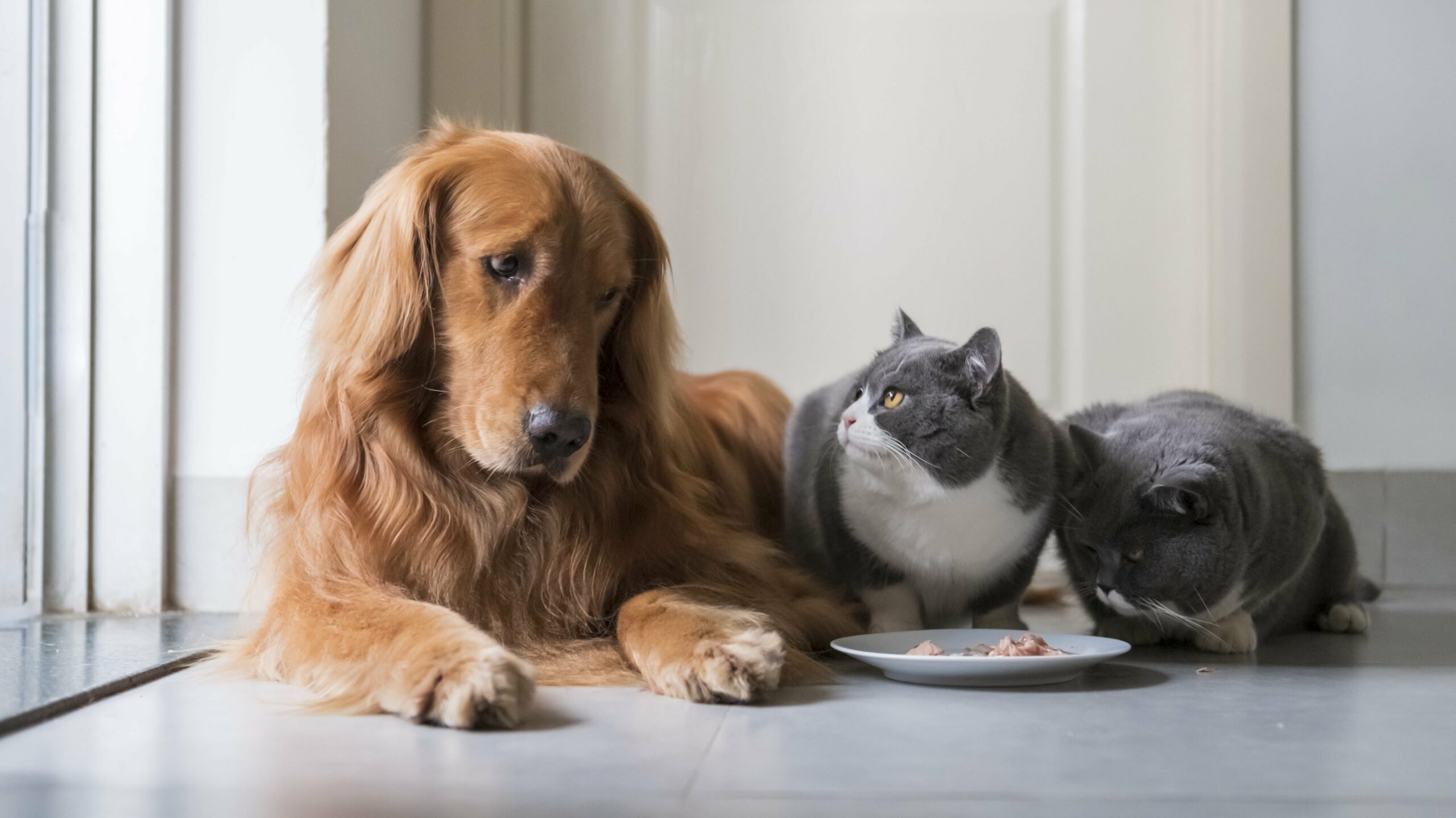 My Dog Ate Cat Food Will He Be Okay 