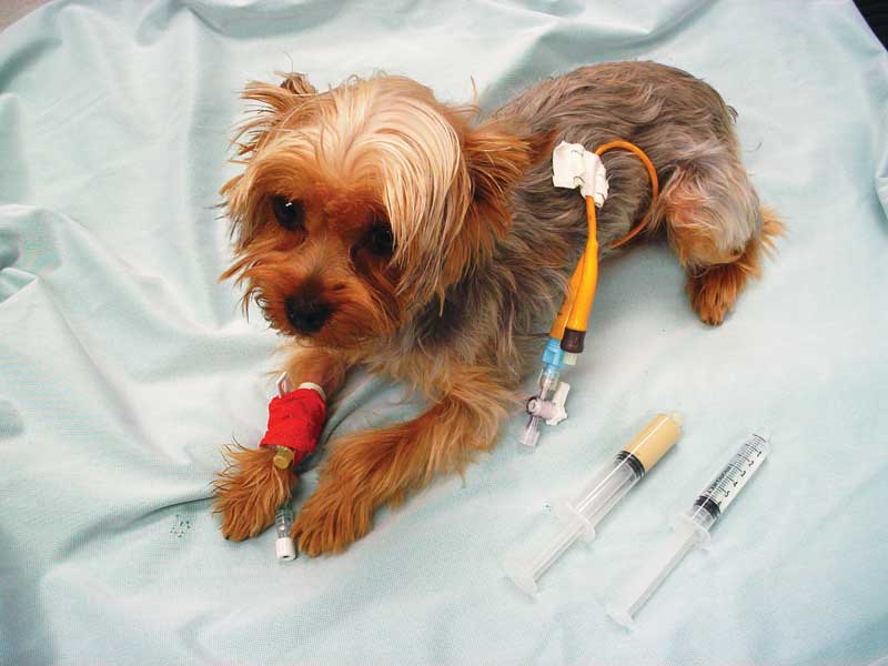 10 Best Dog Feeding Tubes & Their Reviews [Updated 2024]