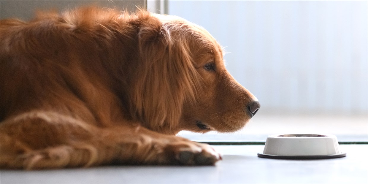 10 Best Dog Foods For Golden Retrievers With Skin Allergies