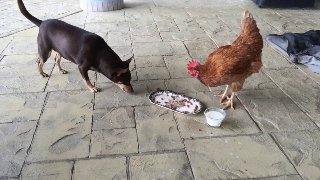 Can Chickens Eat Dog Food? Pet Dog Expert