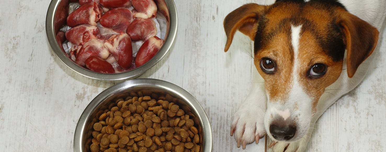 10 Best Dog Food Brands High In Iron Rated & Reviewed